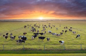 Galway study finds Ireland's proposed climate targets risk locking in global hunger